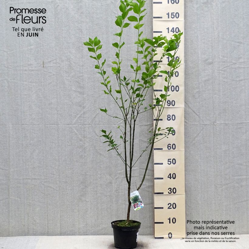 Esimerkki kesällä toimitetusta Euroopansorvarinpensas - Euonymus europaeus Pot de 2L/3L-taimesta
