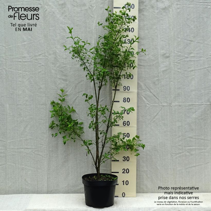Esimerkki kesällä toimitetusta Euroopansorvarinpensas - Euonymus europaeus Pot de 7,5L/10L-taimesta