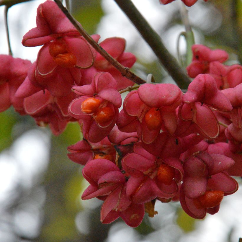 Euroopansorvarinpensas Red Cascade (Sadonkorjuu)