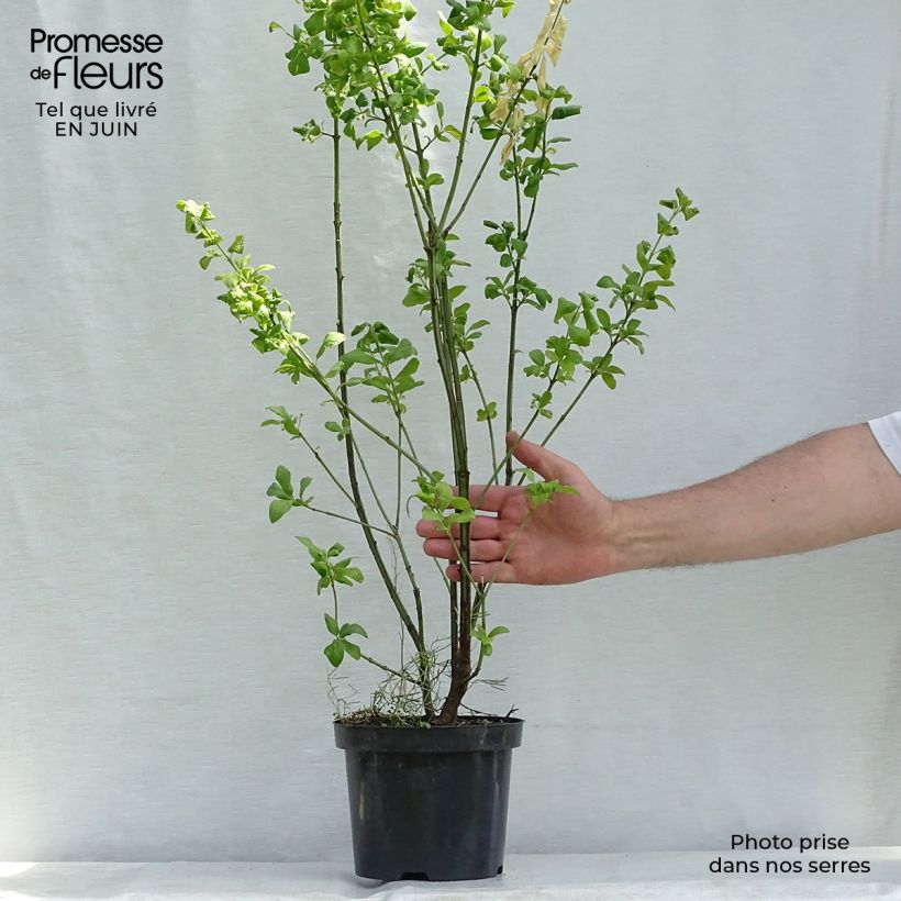 Esimerkki kesällä toimitetusta Euroopansorvarinpensas Red Cascade Ruukku 2L / 3L-taimesta
