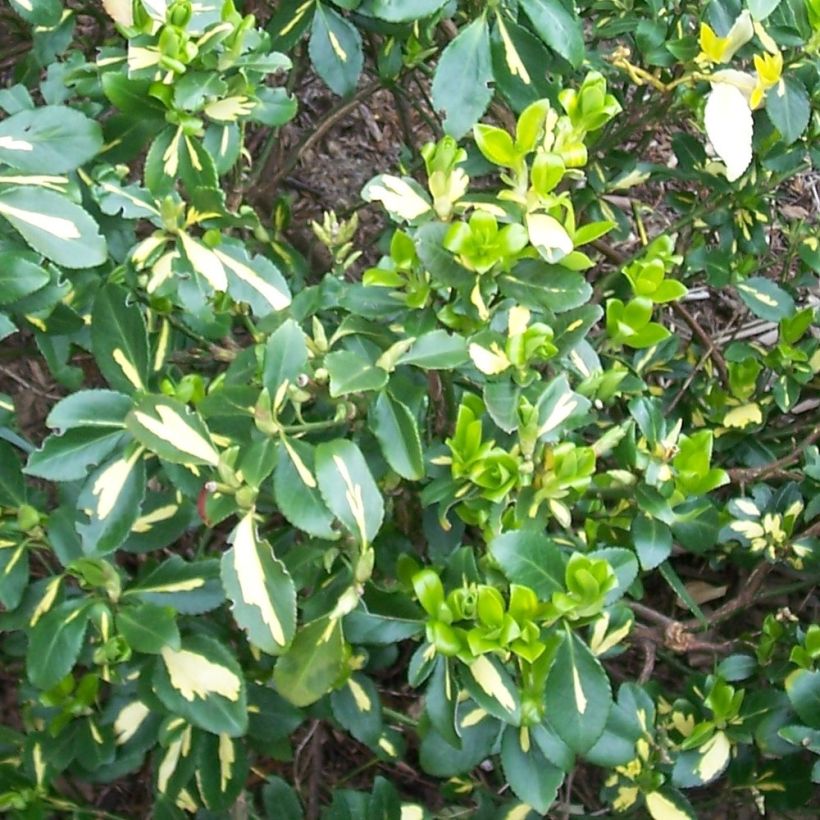 Suikerosorvarinpensas Blondy (Lehvistö)