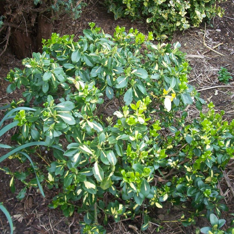 Suikerosorvarinpensas Blondy (Kasvutapa)