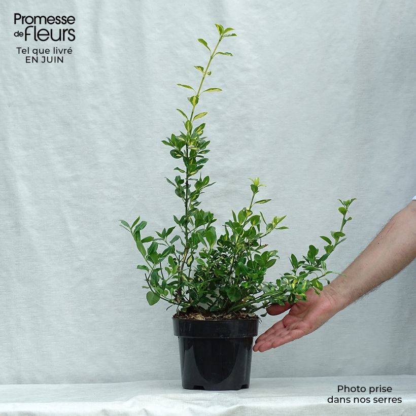 Esimerkki kesällä toimitetusta Suikerosorvarinpensas Blondy Pot de 2L/3L-taimesta