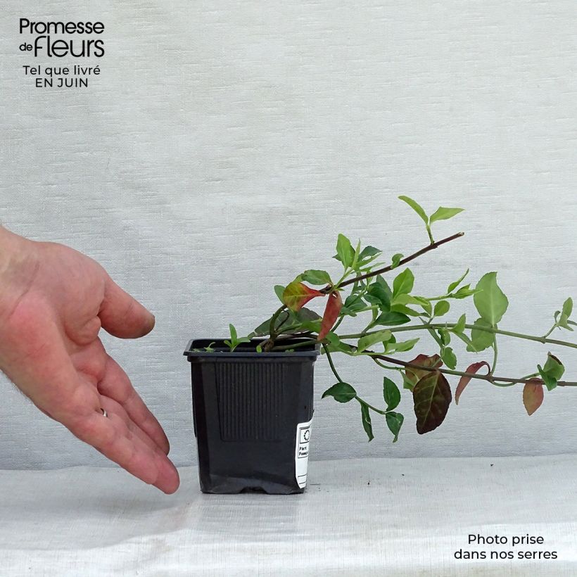 Esimerkki kesällä toimitetusta Suikerosorvarinpensas Coloratus Taimiruukku 8/9 cm-taimesta