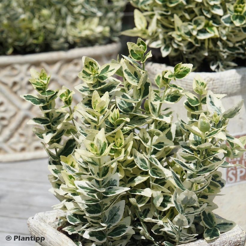 Suikerosorvarinpensas Dan's Delight (Kasvutapa)
