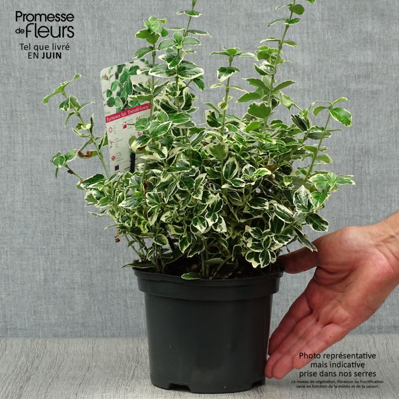 Esimerkki kesällä toimitetusta Suikerosorvarinpensas Emerald Gaiety Ruukku 2L / 3L-taimesta
