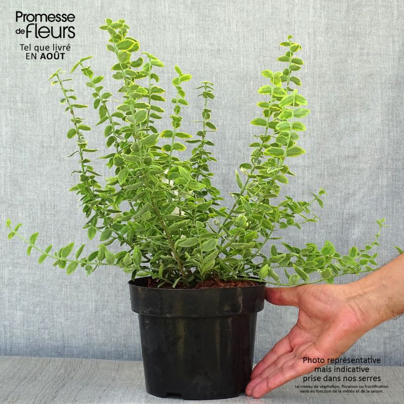 Esimerkki kesällä toimitetusta Suikerosorvarinpensas Emerald 'n gold Ruukku 2L / 3L-taimesta