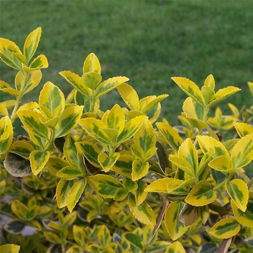 Suikerosorvarinpensas Emerald 'n gold (Lehvistö)