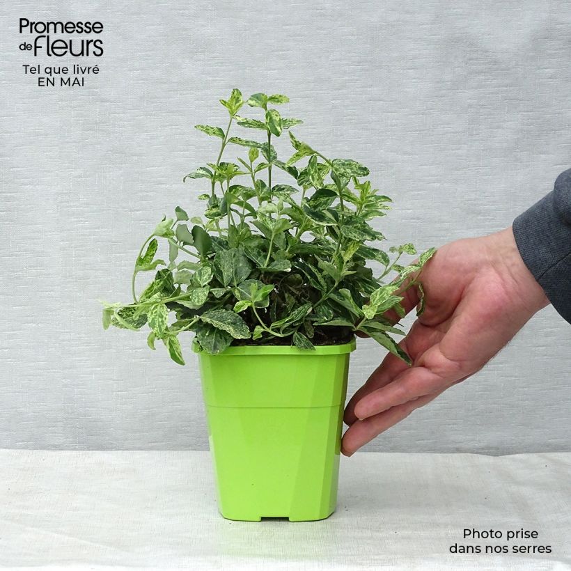 Esimerkki keväällä toimitetusta Suikerosorvarinpensas Golden Harlequin Pot de 1L/1,5L-taimesta