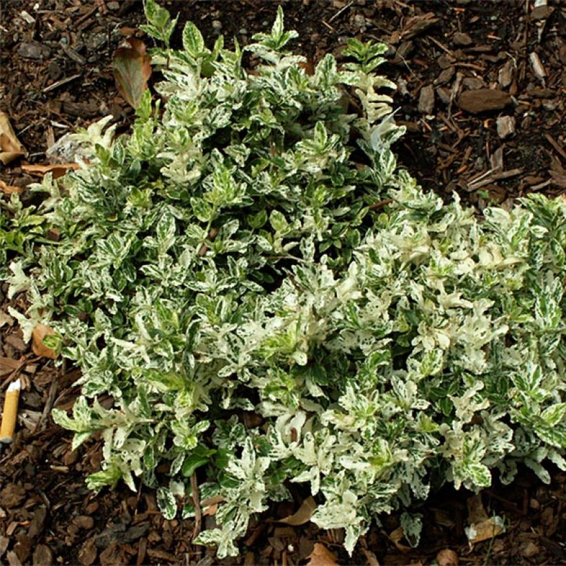 Suikerosorvarinpensas Harlequin (Kasvutapa)