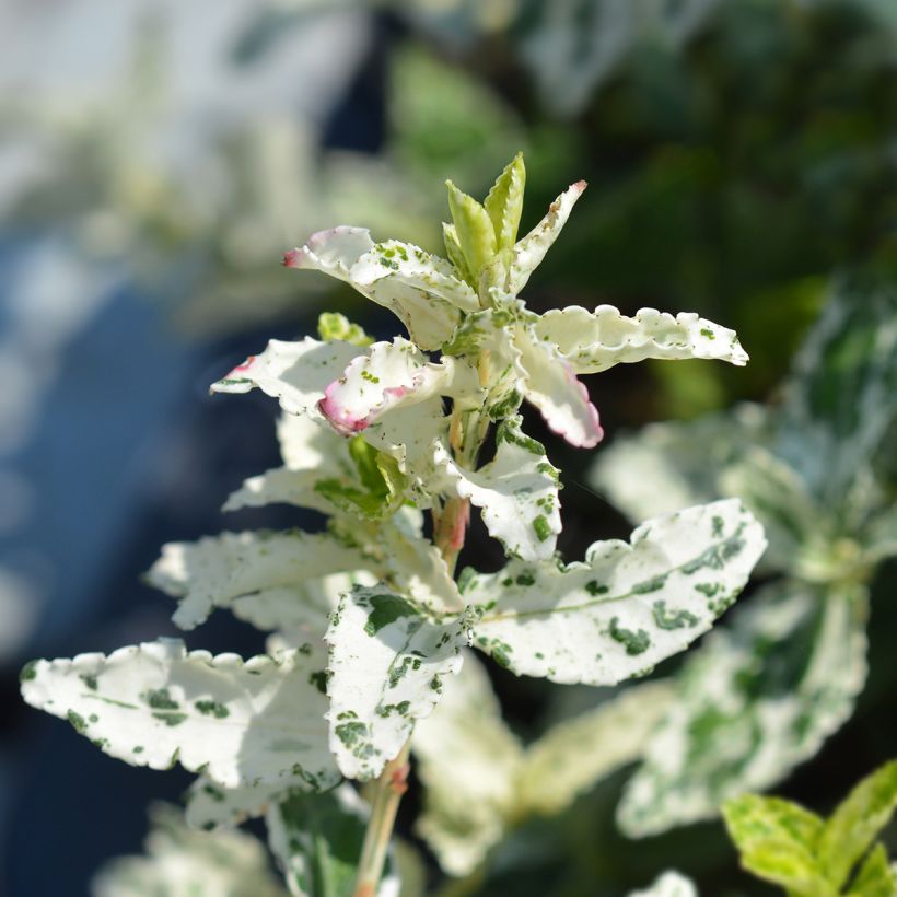 Suikerosorvarinpensas Harlequin (Lehvistö)