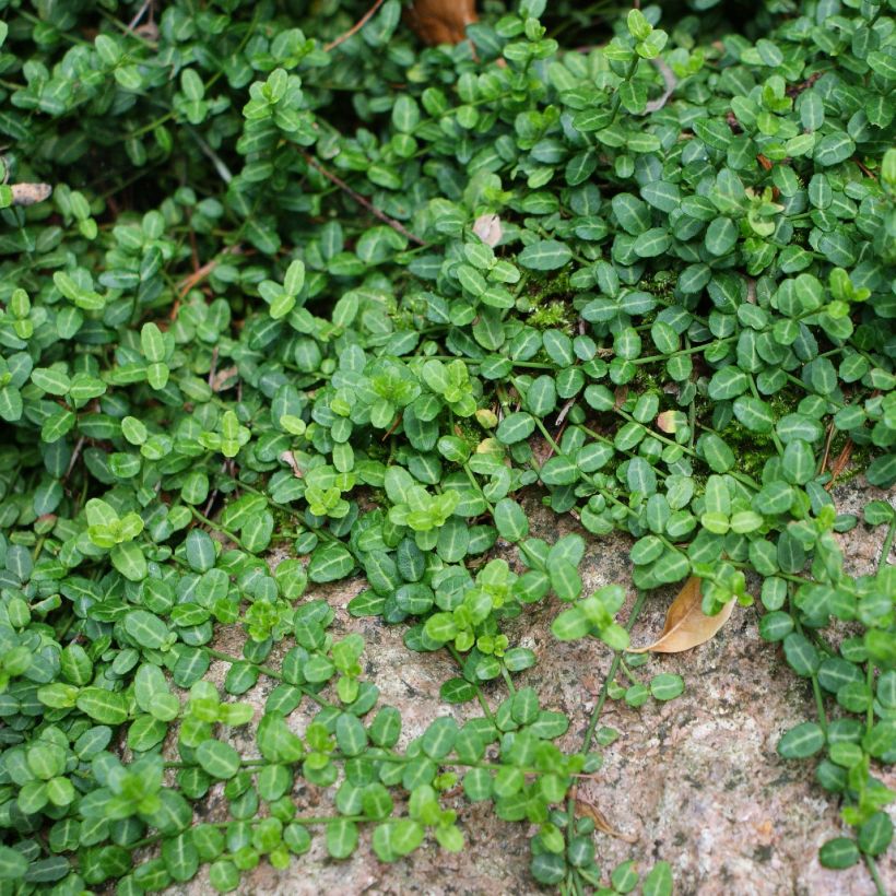 Suikerosorvarinpensas Minimus (Kasvutapa)