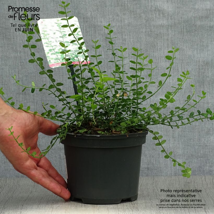 Esimerkki kesällä toimitetusta Suikerosorvarinpensas Minimus Ruukku 2L / 3L-taimesta