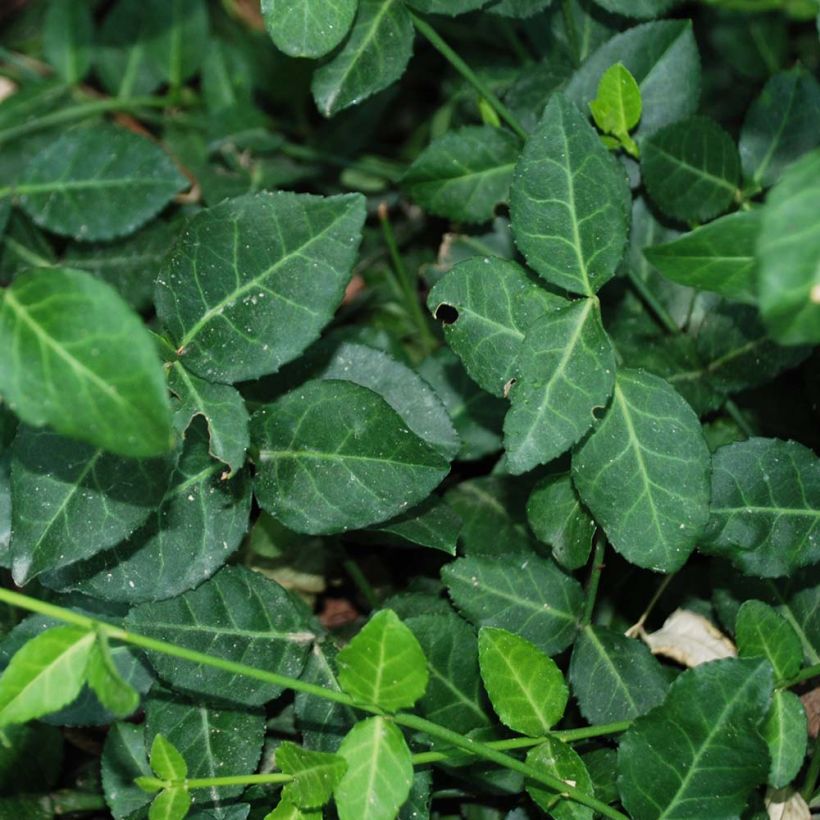 Suikerosorvarinpensas Radicans (Lehvistö)