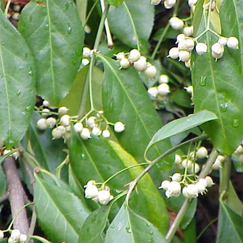 Suikerosorvarinpensas Radicans (Kukinta)