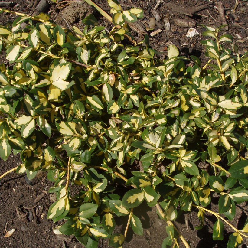 Suikerosorvarinpensas Sunspot (Kasvutapa)