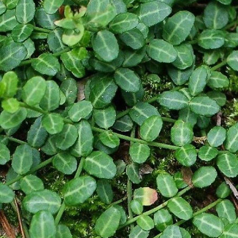 Suikerosorvarinpensas Tustin (Lehvistö)