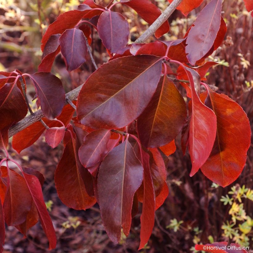 Sorvarinpensaa Ruby Wine (Lehvistö)