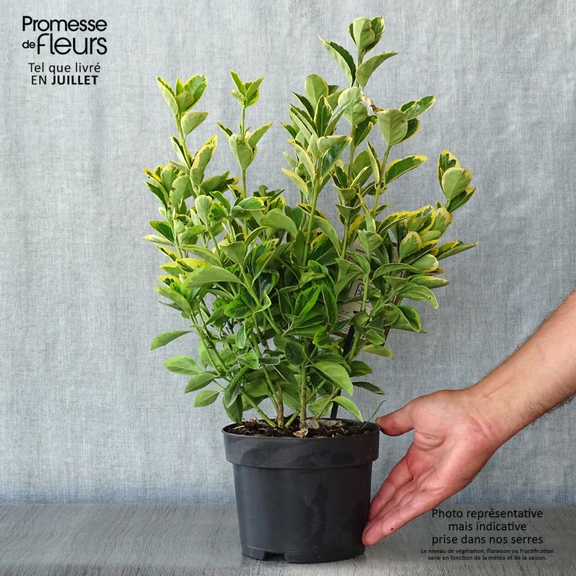 Esimerkki kesällä toimitetusta Laakerisorvarinpensas Aureomarginatus Pot de 2L/3L-taimesta