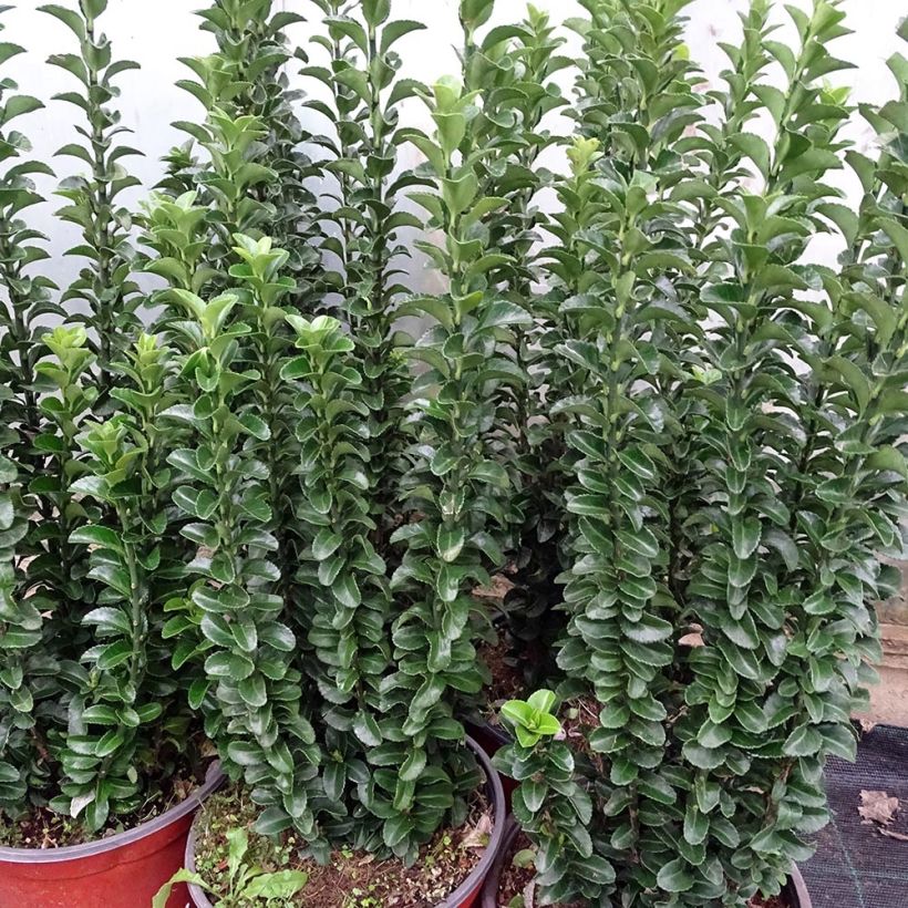 Laakerisorvarinpensas Benkomasaki (Kasvutapa)