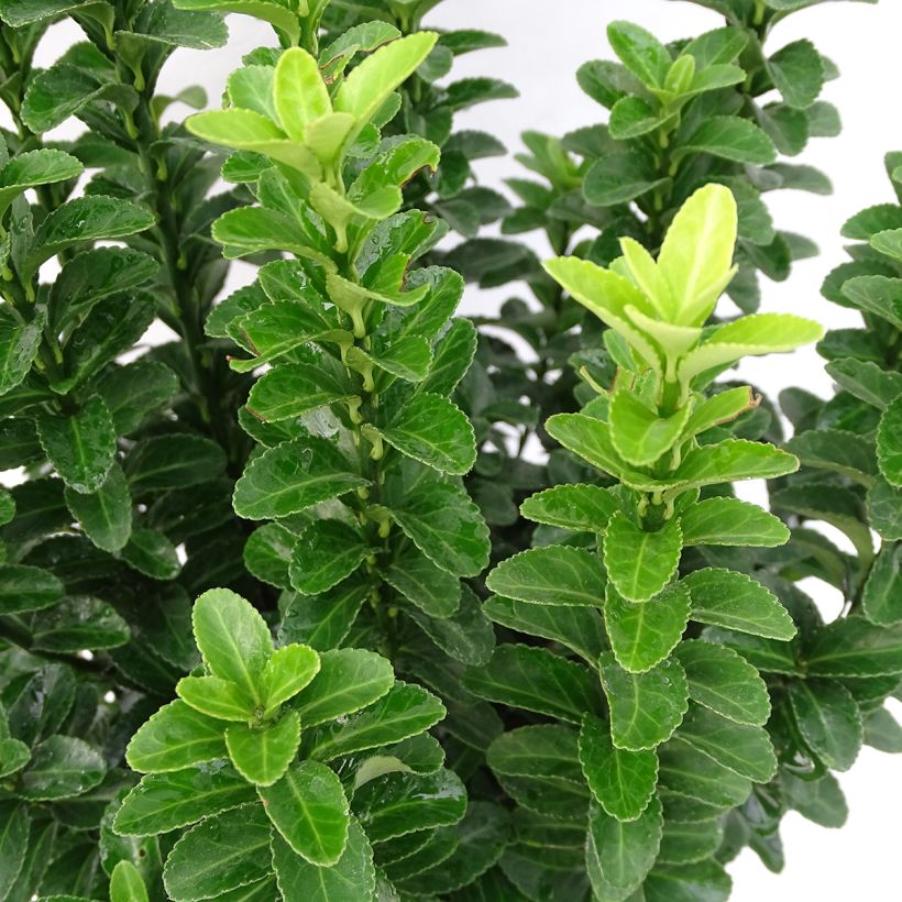 Laakerisorvarinpensas Benkomasaki (Lehvistö)