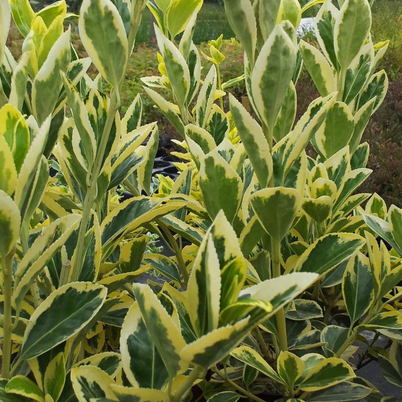 Laakerisorvarinpensas Bravo (Lehvistö)