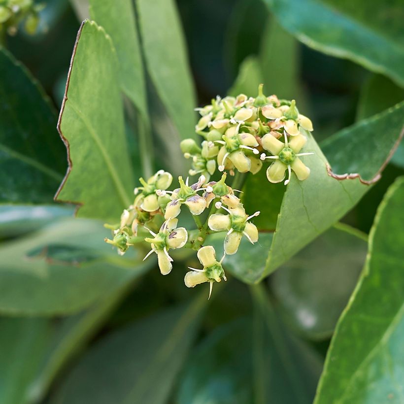 Laakerisorvarinpensas - Euonymus japonicus (Kukinta)