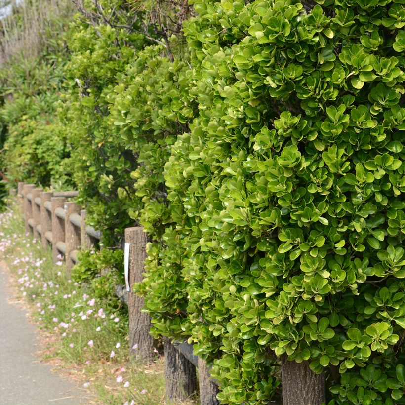 Laakerisorvarinpensas - Euonymus japonicus (Kasvutapa)