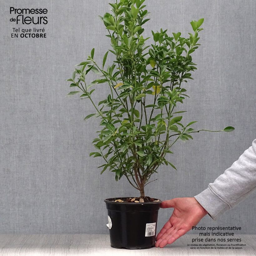 Esimerkki syksyllä toimitetusta Laakerisorvarinpensas - Euonymus japonicus 2 litran/3 litran ruukku-taimesta