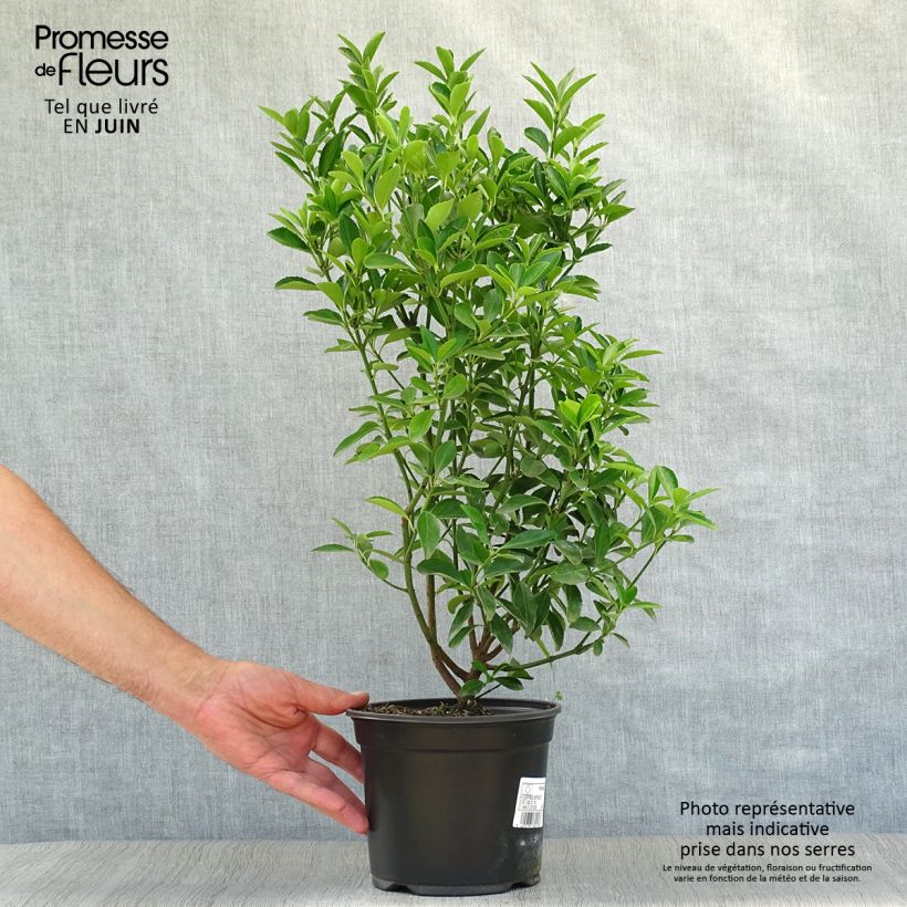 Esimerkki kesällä toimitetusta Laakerisorvarinpensas - Euonymus japonicus Ruukku 2L / 3L-taimesta