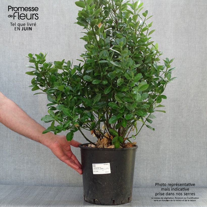 Esimerkki kesällä toimitetusta Laakerisorvarinpensas - Euonymus japonicus Ruukku 7,5L / 10L-taimesta