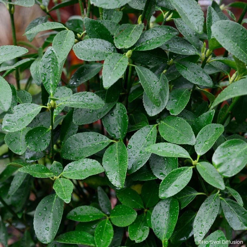 Laakerisorvarinpensas Green Millenium (Lehvistö)