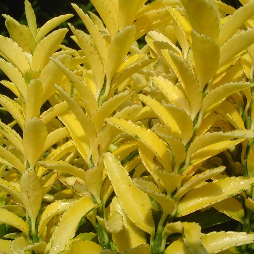 Laakerisorvarinpensas Happiness (Lehvistö)
