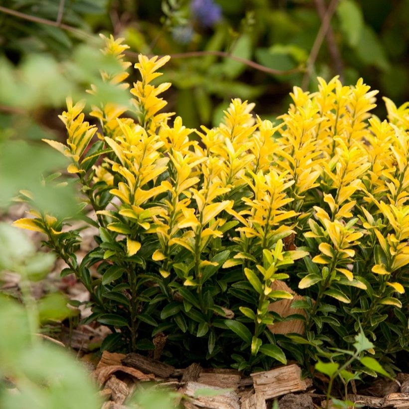 Laakerisorvarinpensas Happiness (Kasvutapa)