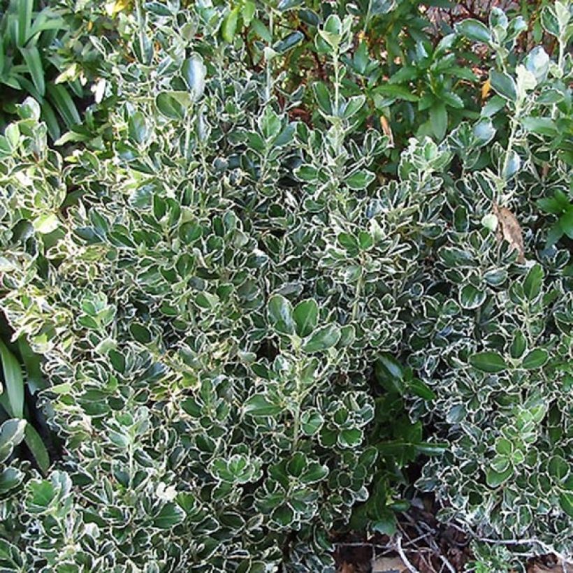 Laakerisorvarinpensas Kathy (Lehvistö)