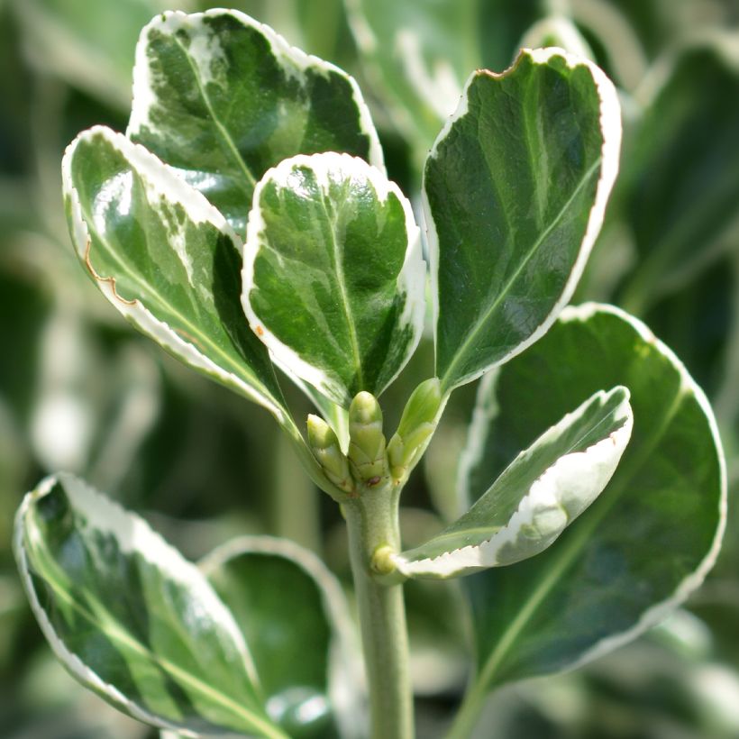 Laakerisorvarinpensas Louisette (Lehvistö)