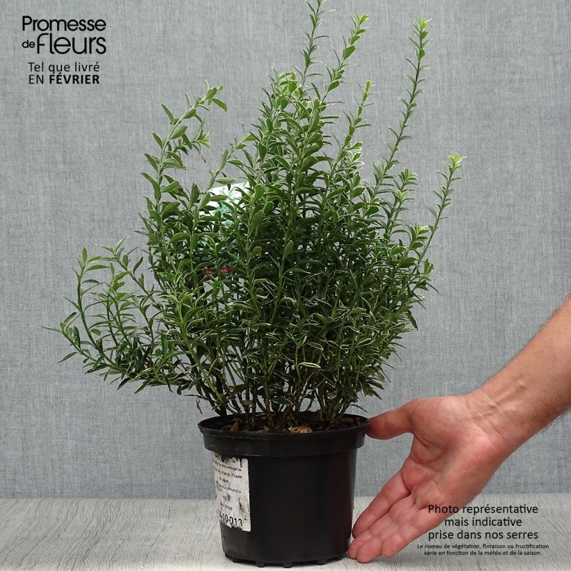 Esimerkki syksyllä toimitetusta Laakerisorvarinpensas Microphyllus Albovariegatus 2 litran/3 litran ruukku-taimesta