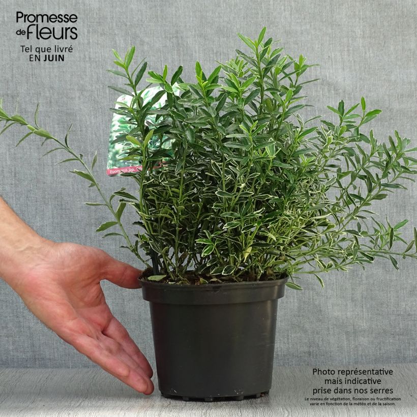 Esimerkki kesällä toimitetusta Laakerisorvarinpensas Microphyllus Albovariegatus Ruukku 2L / 3L-taimesta