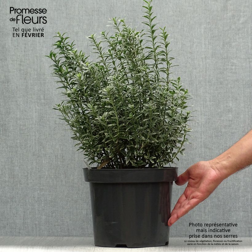 Esimerkki syksyllä toimitetusta Laakerisorvarinpensas Microphyllus Albovariegatus 7,5 litran / 10 litran ruukku-taimesta