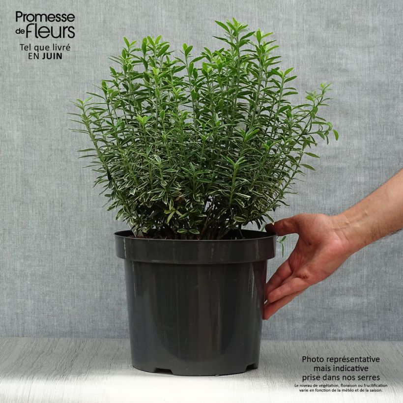 Esimerkki kesällä toimitetusta Laakerisorvarinpensas Microphyllus Albovariegatus Ruukku 7,5L / 10L-taimesta