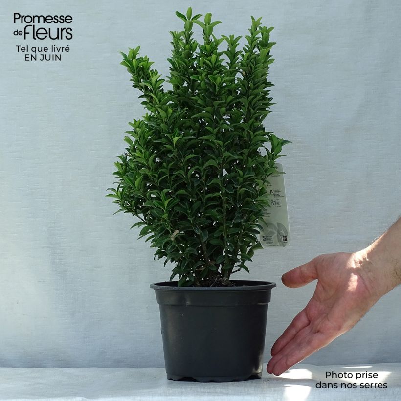 Esimerkki kesällä toimitetusta Laakerisorvarinpensas Microphyllus Pot de 2L/3L-taimesta
