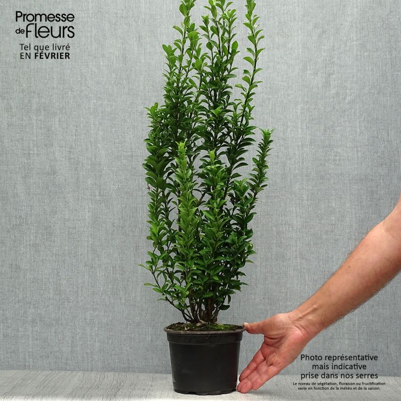 Esimerkki syksyllä toimitetusta Laakerisorvarinpensas Microphyllus 2 litran/3 litran ruukku-taimesta