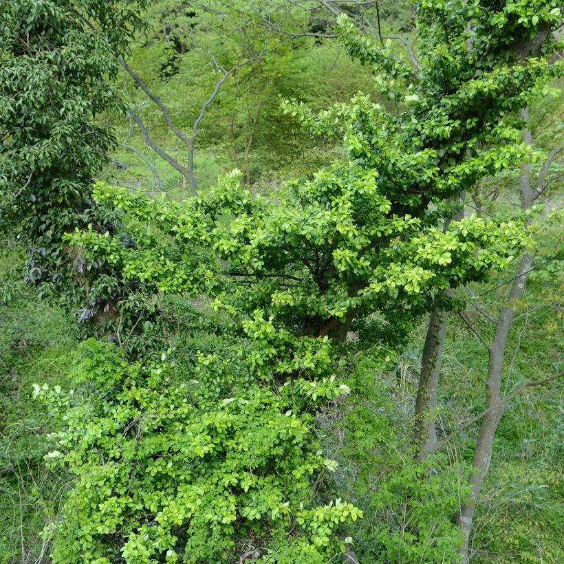Laakerisorvarinpensas Microphyllus (Kasvutapa)