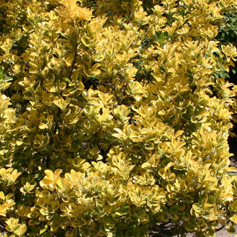 Laakerisorvarinpensas Ovatus Aureus (Lehvistö)