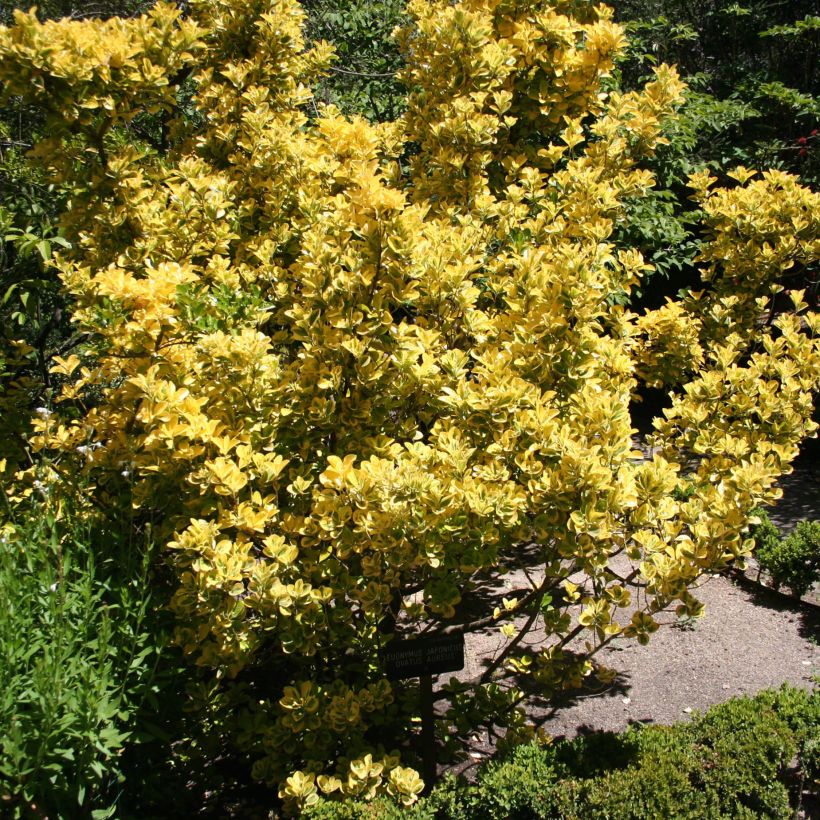 Laakerisorvarinpensas Ovatus Aureus (Kasvutapa)