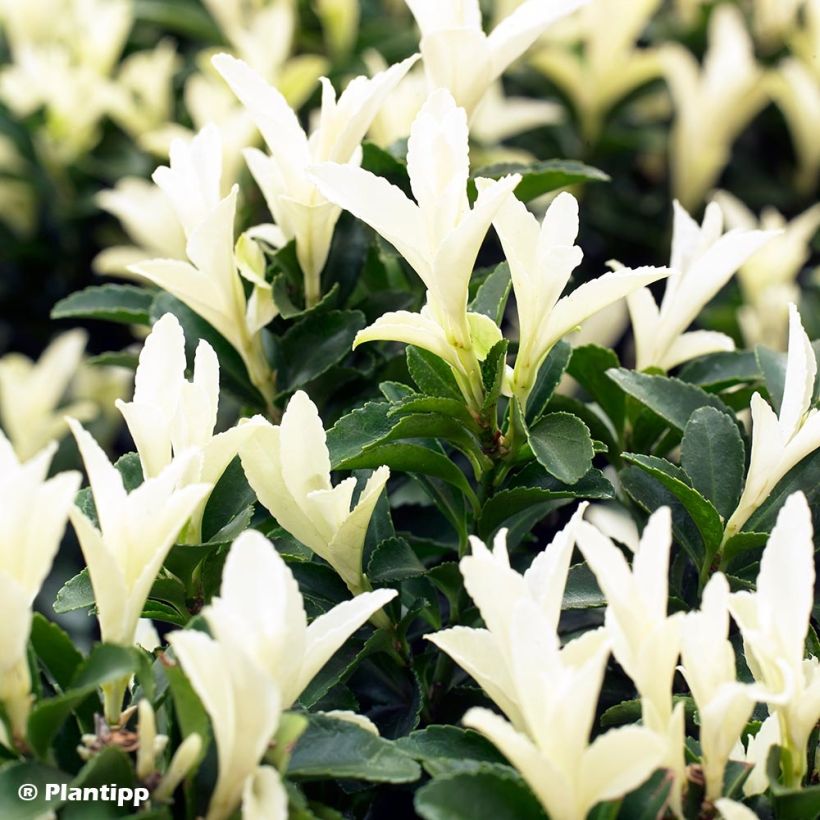 Laakerisorvarinpensas Paloma Blanca (Lehvistö)