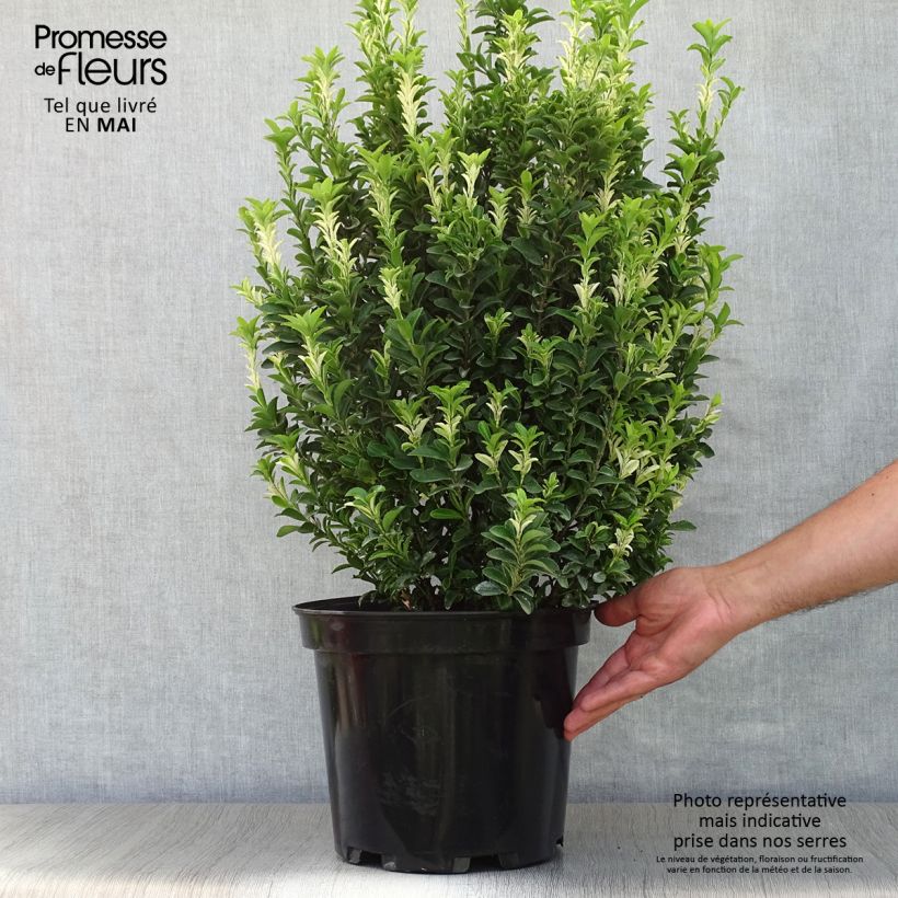 Esimerkki keväällä toimitetusta Laakerisorvarinpensas Paloma Blanca Ruukku 7,5L / 10L-taimesta