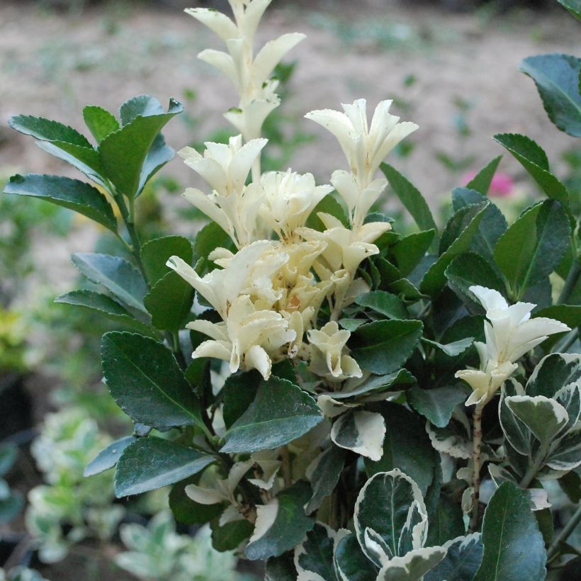 Laakerisorvarinpensas Pierrolino (Lehvistö)