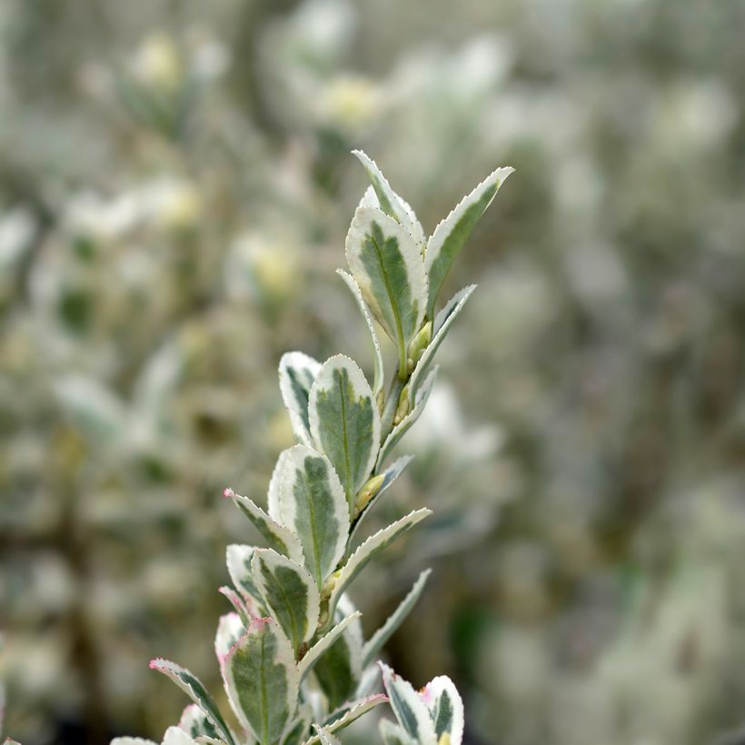 Laakerisorvarinpensas White Spire (Lehvistö)