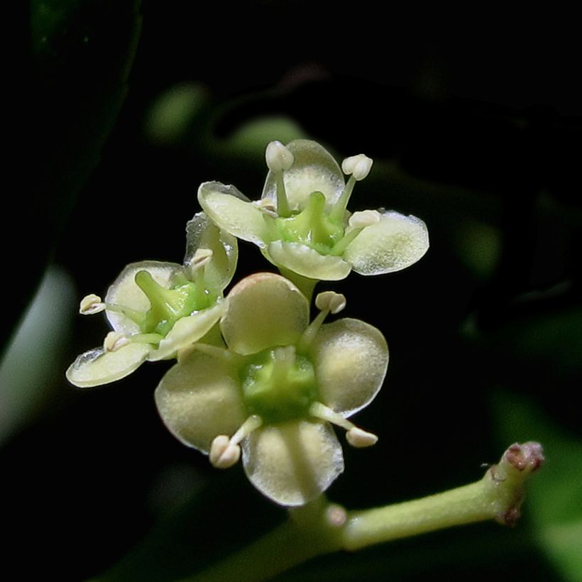 Laakerisorvarinpensas Microphyllus (Kukinta)